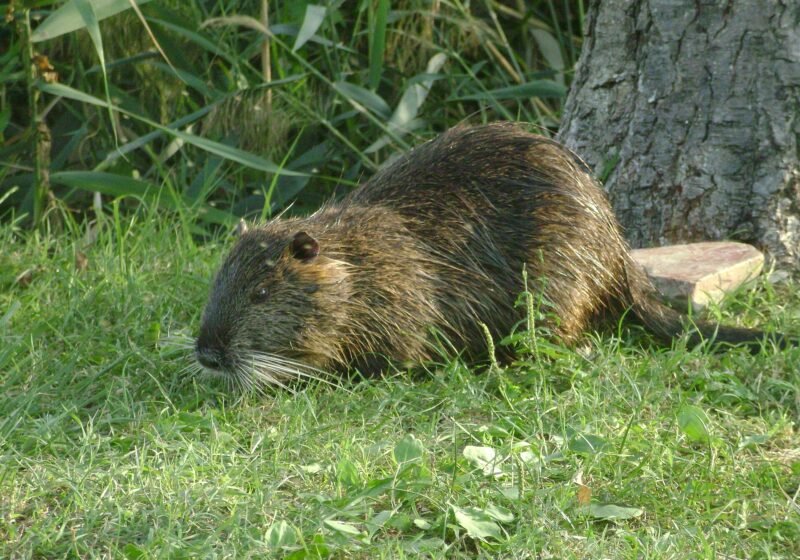 Myocastor coypu Bardolino - 20100902-02 – Bardolino