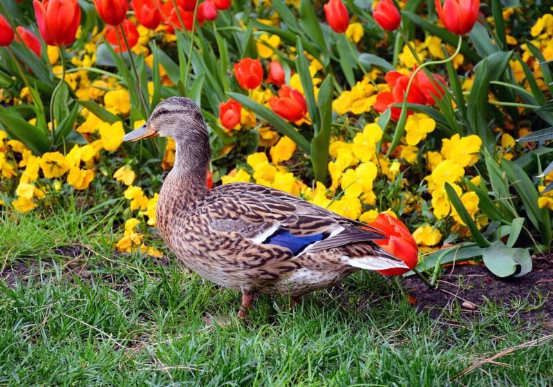 Mallard duke (female) in Desenzano del Garda – Desenzano del Garda