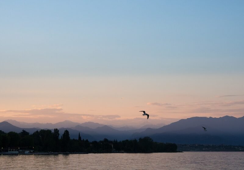 Seagull – Desenzano del Garda
