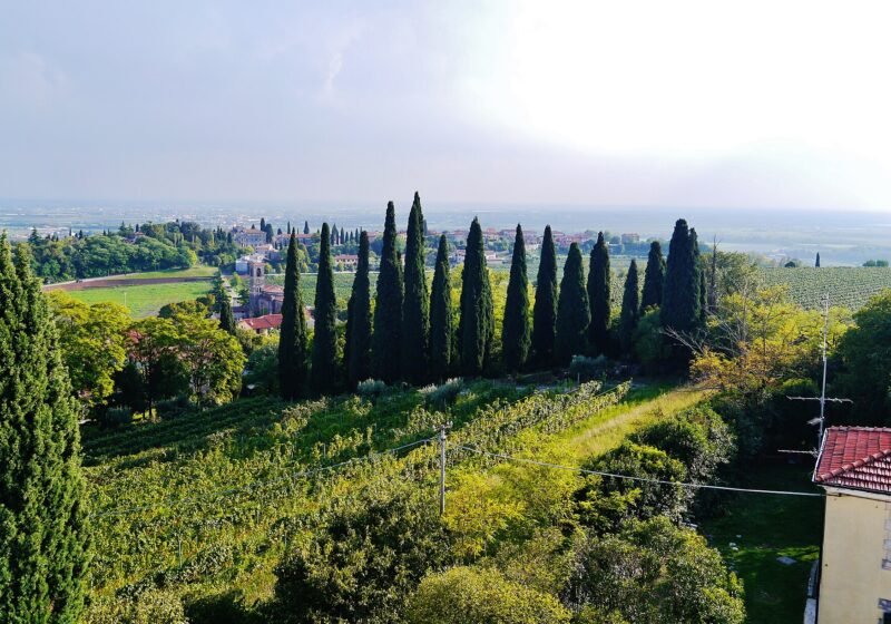 Vineyards and a line of cypresses in the Custoza hills south-east of the lake