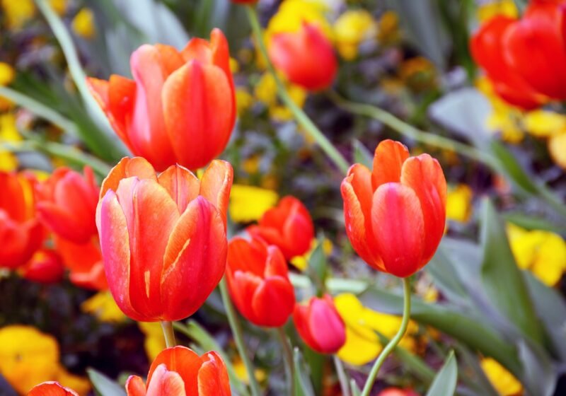 Tulips in Desenzano del Garda – Desenzano del Garda