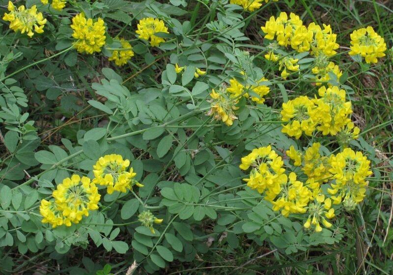 Coronilla coronata 2 RF – Riva del Garda