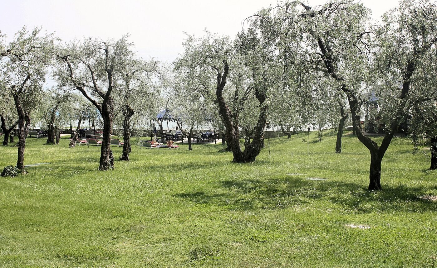 Olive oil from the mill: Cisano and the Valtenesi – Bardolino