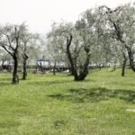 Olive oil from the mill: Cisano and the Valtenesi – Bardolino