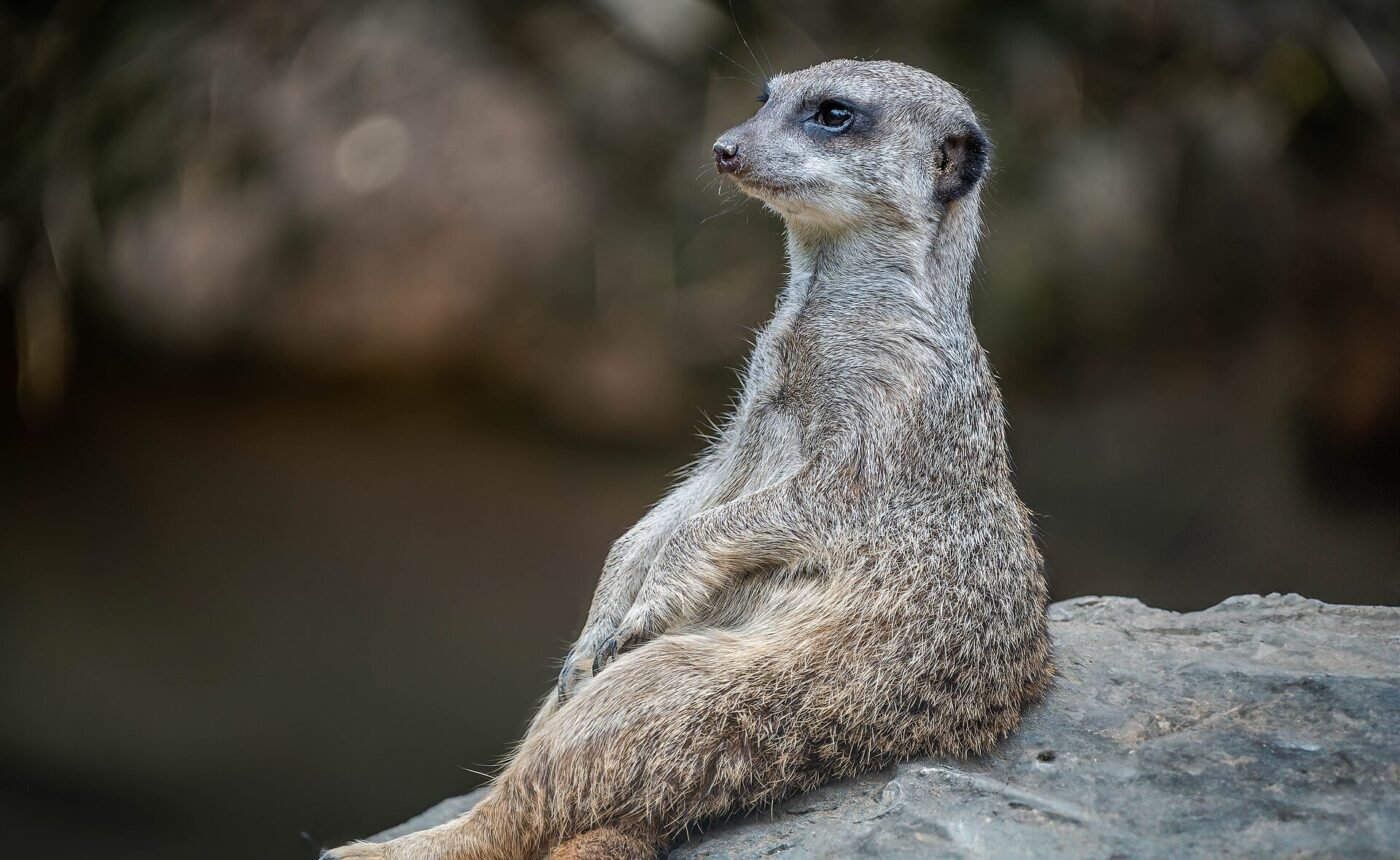 Parco Natura Viva