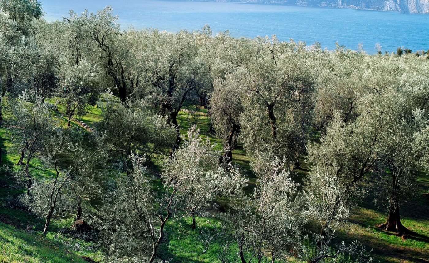 Olive-grove villa between Garda and Torri del Benaco – Torri del Benaco