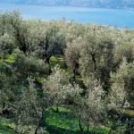 Olive-grove villa between Garda and Torri del Benaco – Torri del Benaco