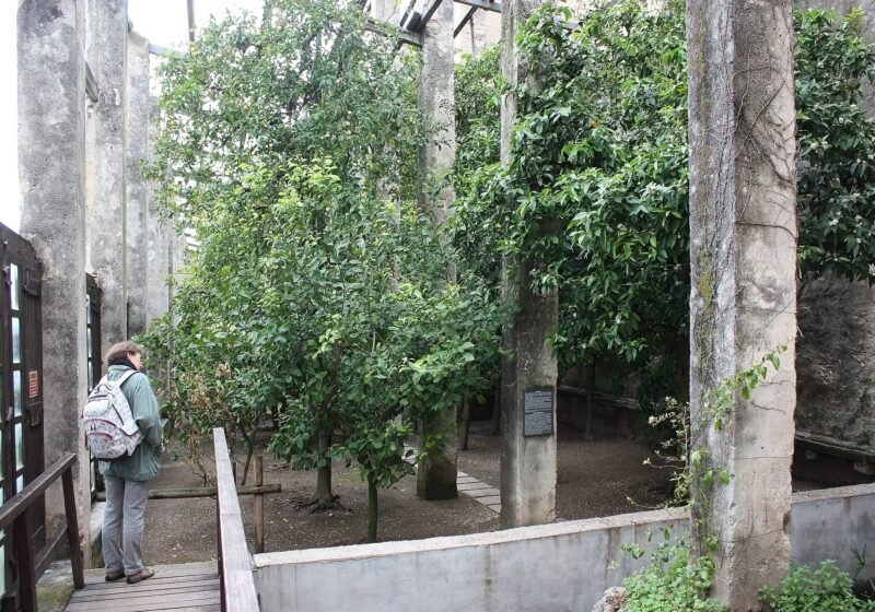 Torri del Benaco, castle, limon trees on the courtyard – Torri del Benaco