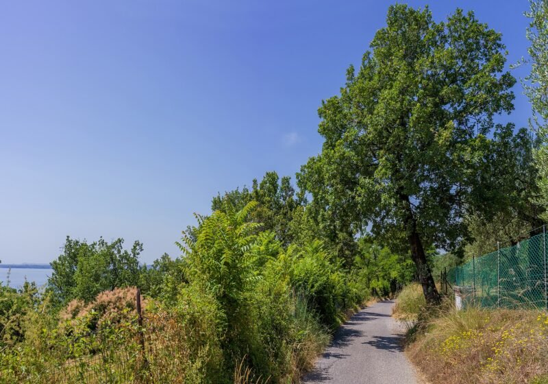 Via del Gazzo carrubo Gardoncino a Manerba del Garda – Manerba del Garda
