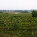 Costaripa, Moniga del Garda – Moniga del Garda