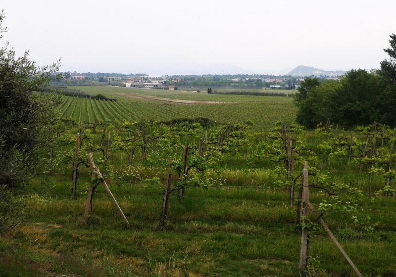 Costaripa, Moniga del Garda – Moniga del Garda