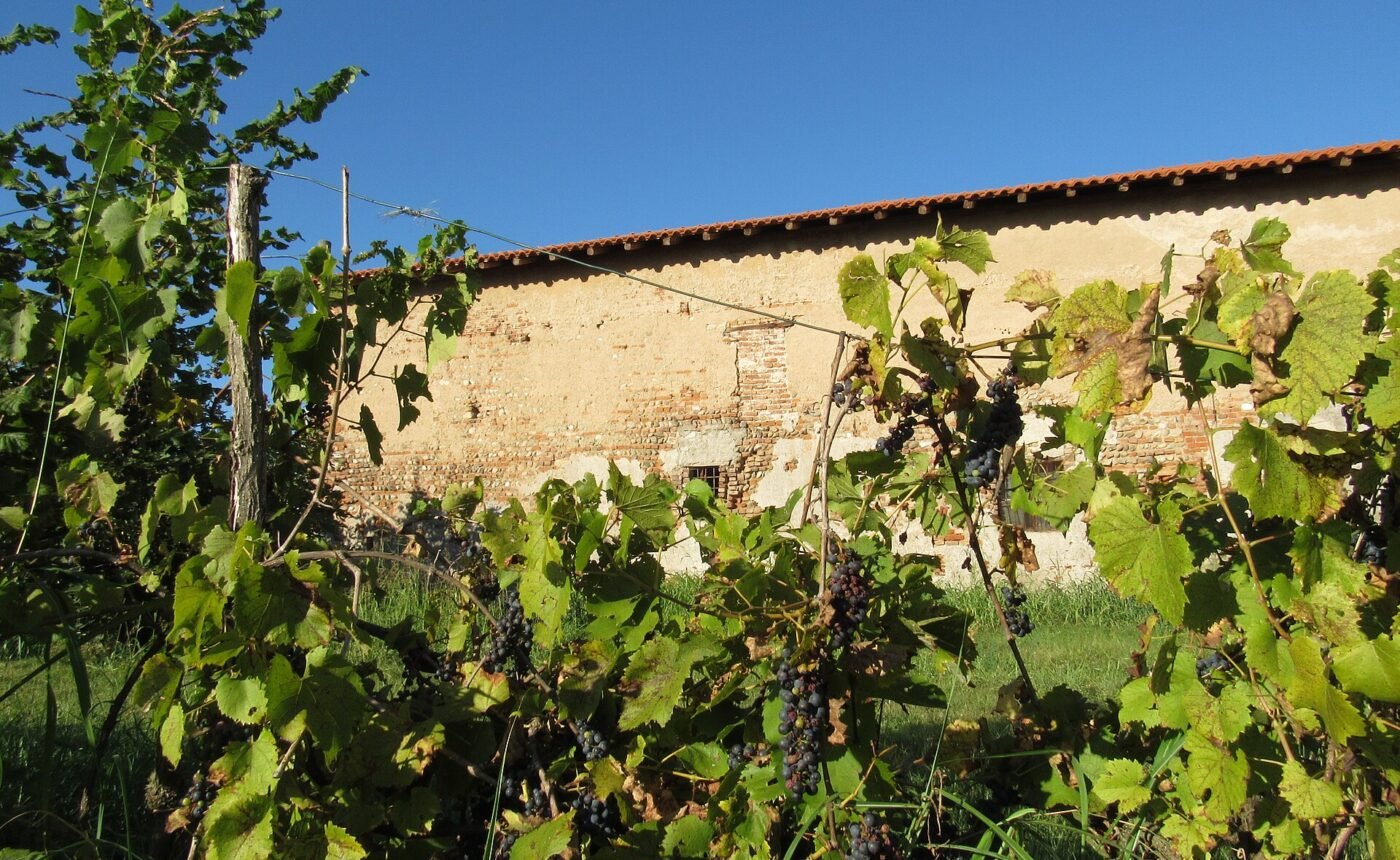 Zenato, San Benedetto di Lugana – Peschiera del Garda